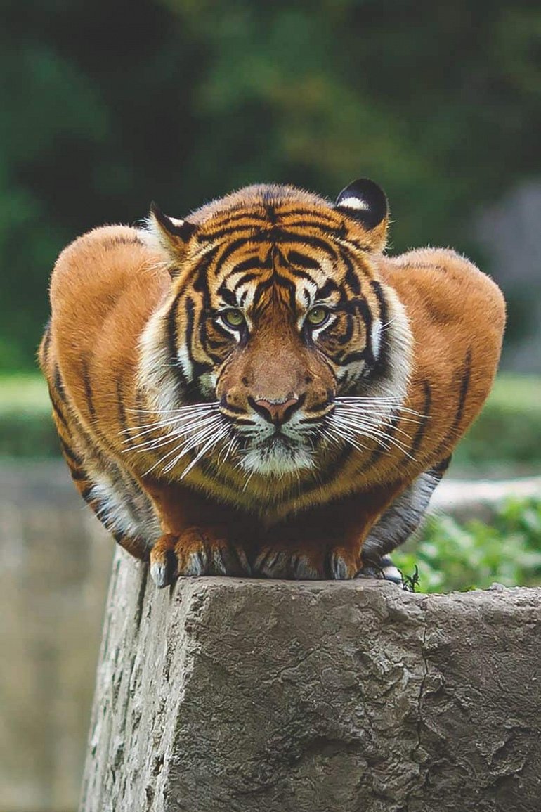 Tralalero Tralala